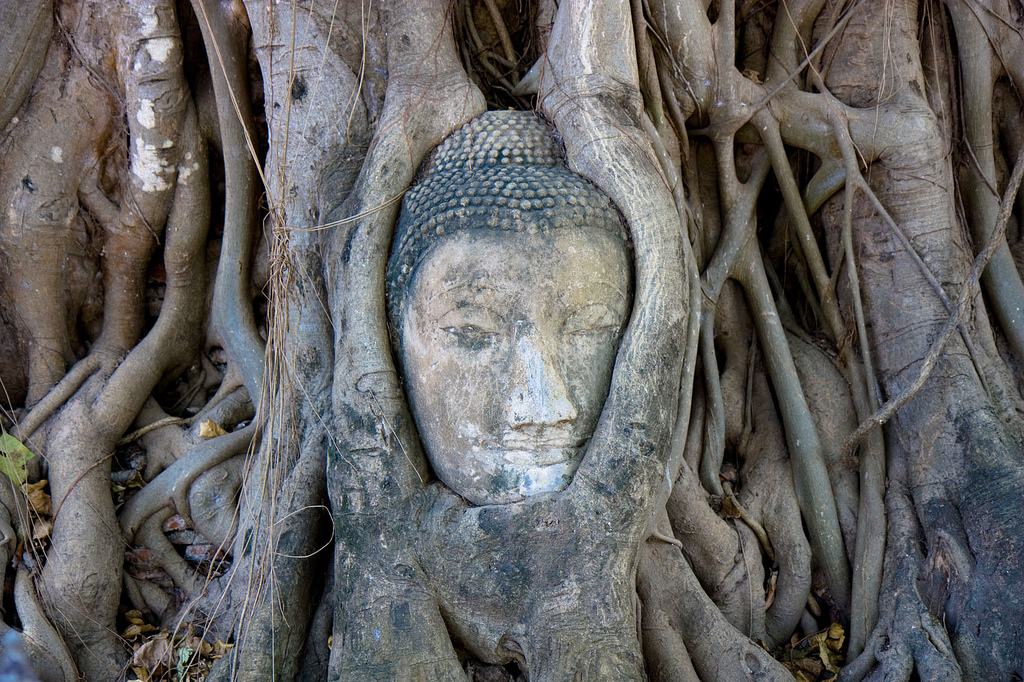 Ayutthaya Buddha Head, Thailand. photo credit: IMG_7886 via photopin (license)