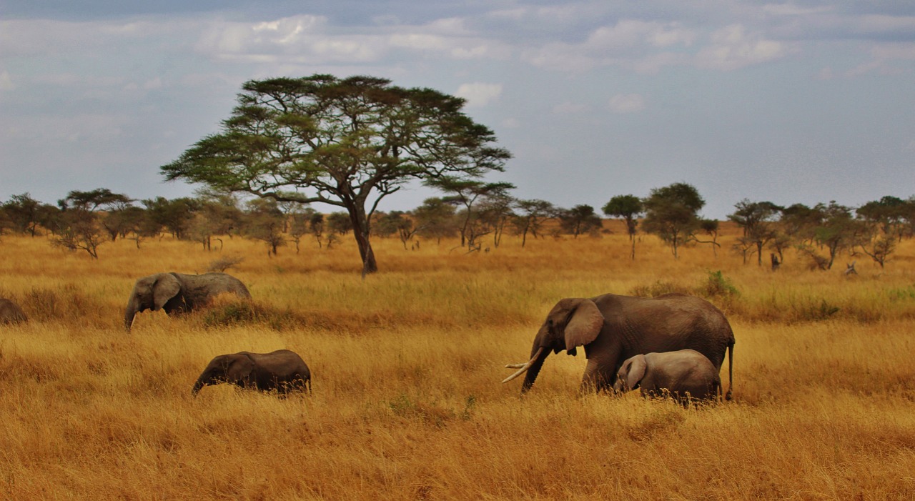 elephants-277329_1280