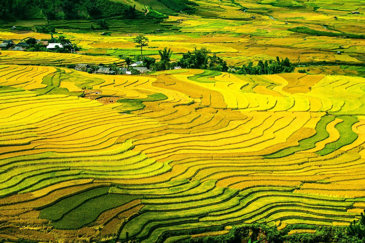 rice-terraces-214725_1280