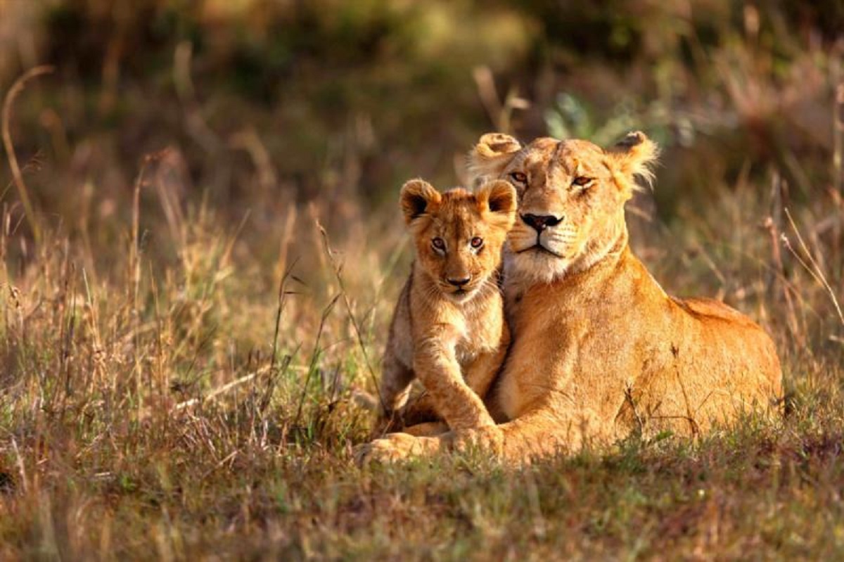 south_africa_safari-lios_cub