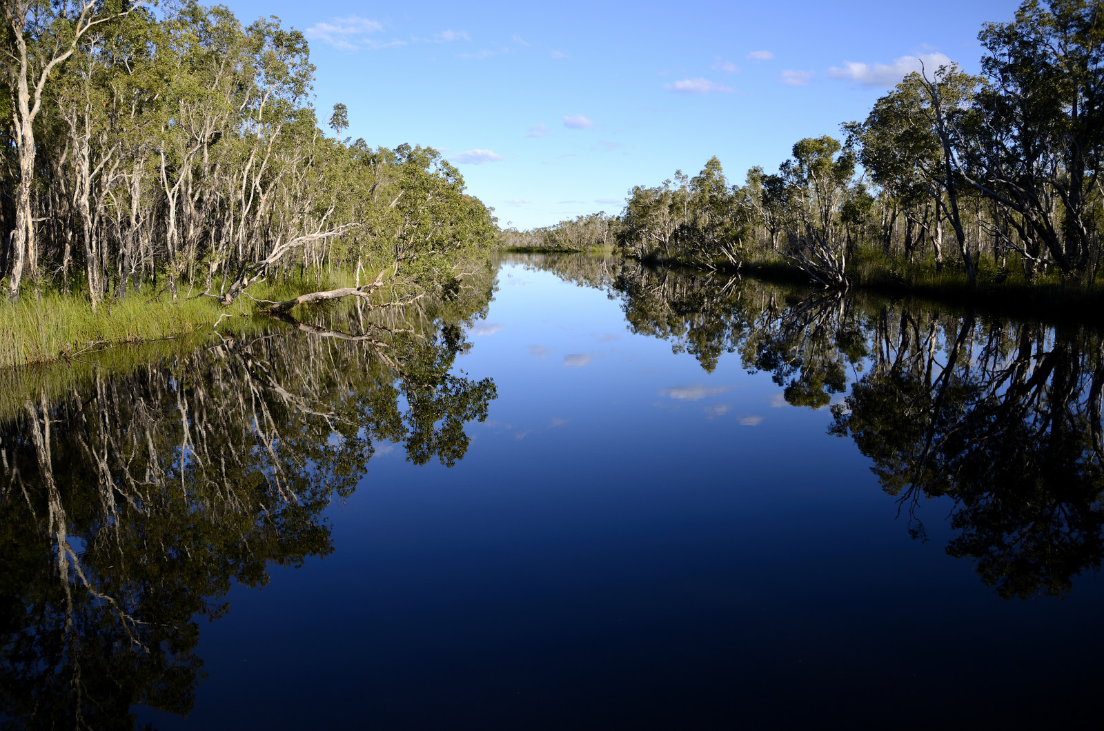 Calm waters in Noosa Everglades