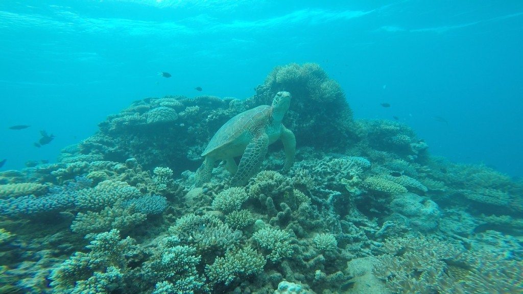 The Great Barrier Reef is filled with amazing coral, color fish and large marine life. 