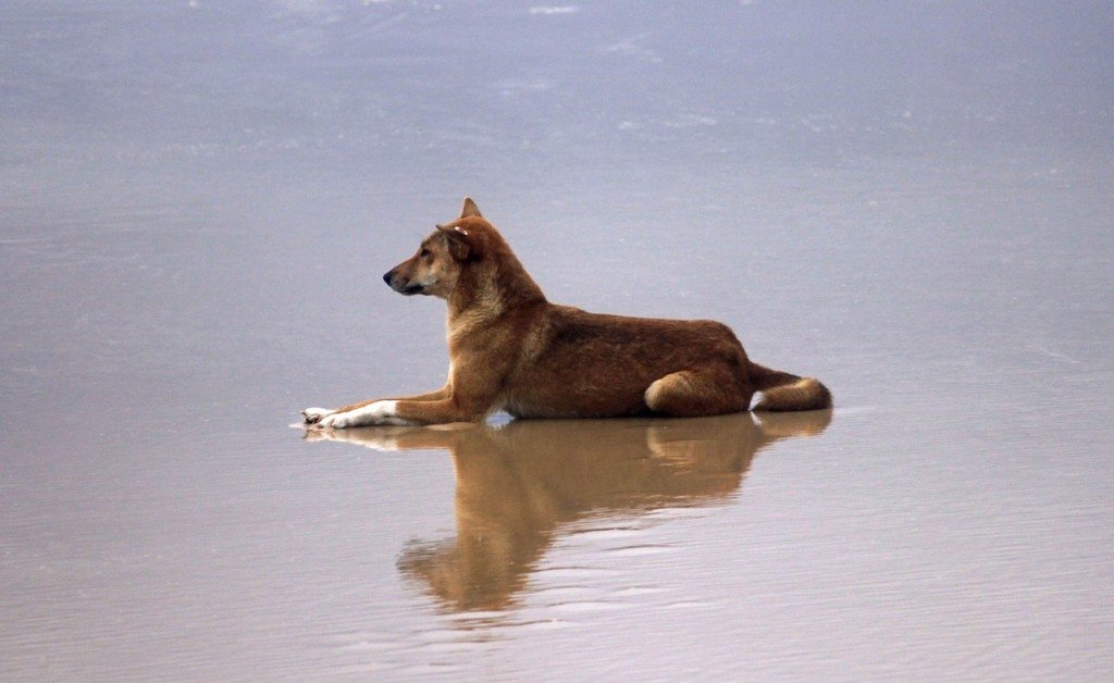 Dingo on Fraser Island. 