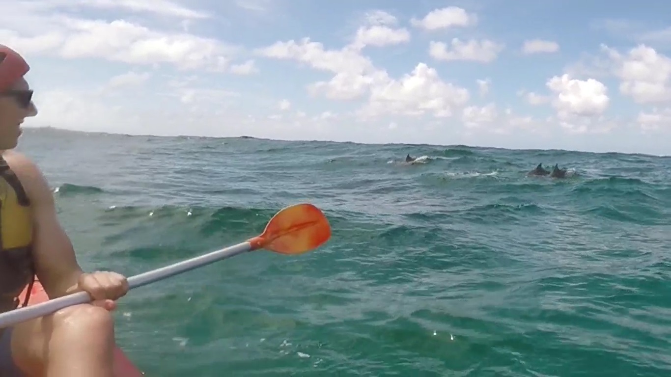 Went Dolphin Kayaking. Took some time but near the end of our session a pod of dolphins showed up near us. Pretty Cool. 