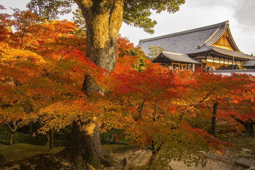 In autumn, Tofukuji's garden is a must visit tourist destination. photo credit: 東福寺の紅葉 / Autumn Leaves at Tofuku-ji Temple via photopin (license)