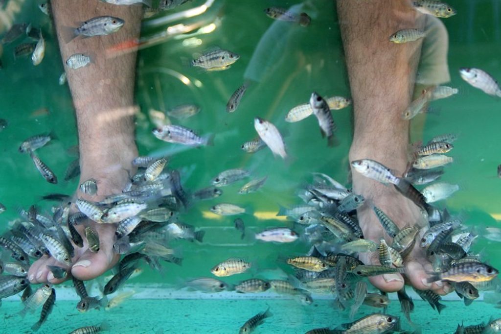 fish-massage-siem-reap