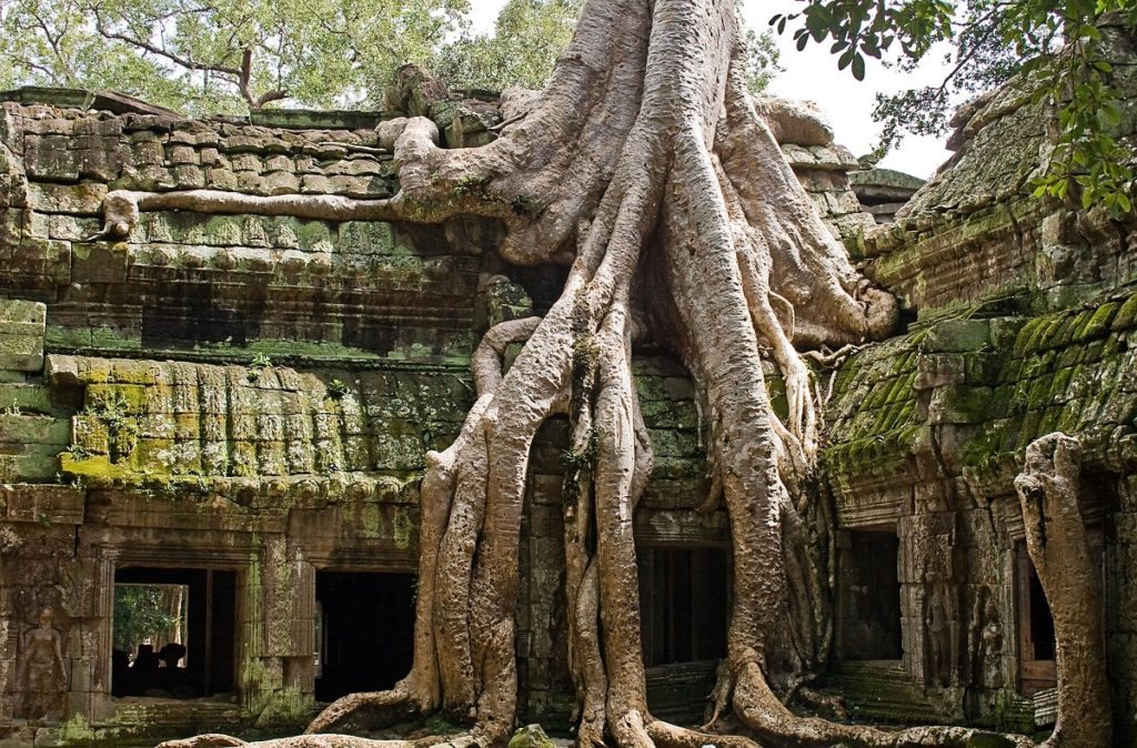 ta-prohm-1017238_1920